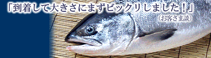 目近鮭(めじか)