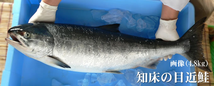 鮭メジカ4.8kg