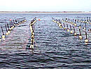 海苔サロマ湖